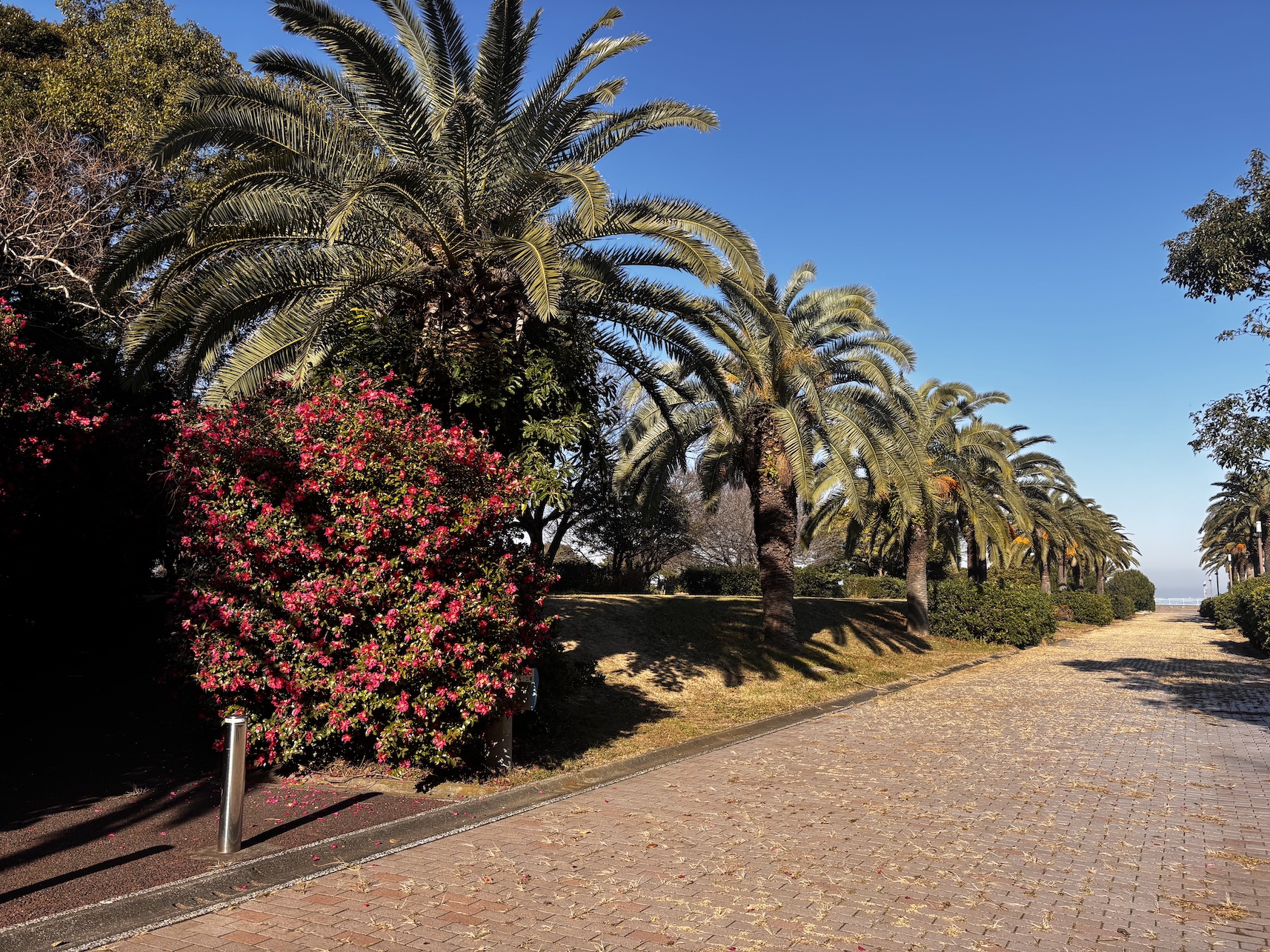 袖ヶ浦海浜公園のヤシ並木でのアパレル撮影ロケーション