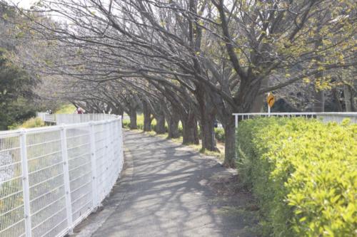 袖ケ浦公園　桜並木